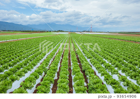 夏のレタス畑【塩尻市洗馬】 夏のレタス畑【塩尻市洗馬】 93654906
