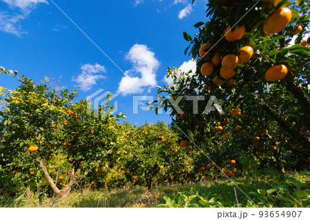 みかん畑③ 93654907