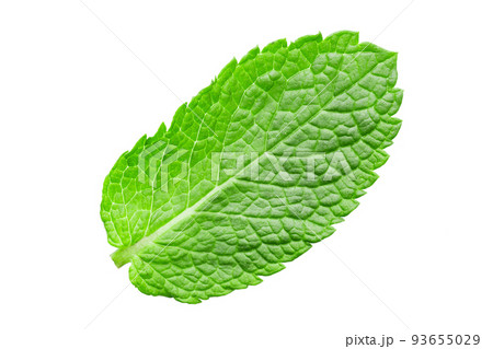 Mint leaf. Fresh mint on white background. Mint leaves isolated. Full depth of field. 93655029