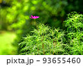 一輪のコスモス 93655460
