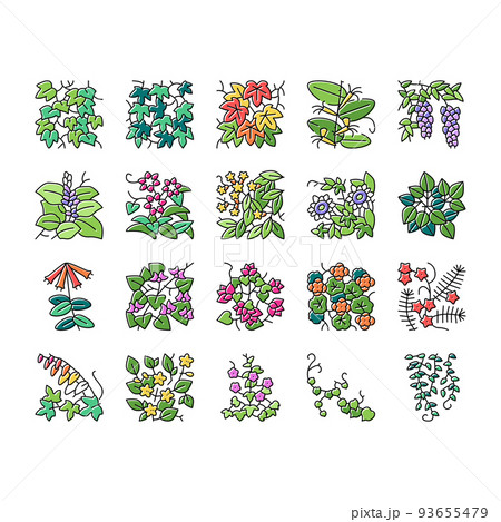 Vine Liana Exotic Growing Plant Icons Set Vector Vine Liana Exotic Growing Plant Icons Set Vector 93655479