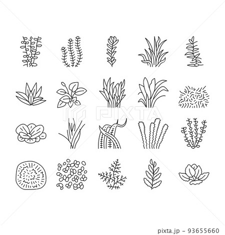 Aquatic Seaweed Natural Plant Icons Set Vector 93655660