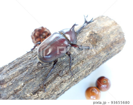 カブトムシ　夏休み　子供 93655680