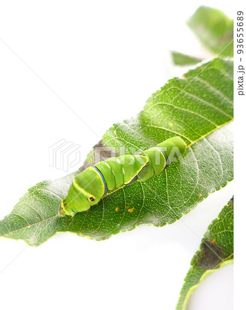 イモムシ　芋虫　幼虫　ナミアゲハ　アゲハチョウ 93655689