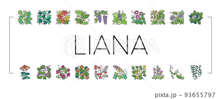 Vine Liana Exotic Growing Plant Icons Set Vector Vine Liana Exotic Growing Plant Icons Set Vector 93655797