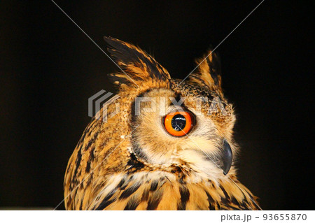 首だけ後ろを向くベンガルワシミミズク 首だけ後ろを向くベンガルワシミミズク 93655870