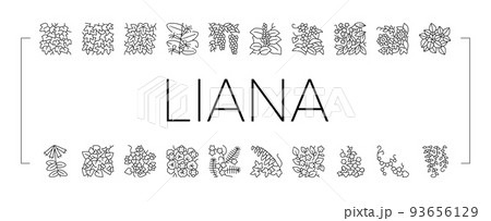 Vine Liana Exotic Growing Plant Icons Set Vector Vine Liana Exotic Growing Plant Icons Set Vector 93656129