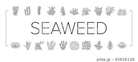 Aquatic Seaweed Natural Plant Icons Set Vector Aquatic Seaweed Natural Plant Icons Set Vector 93656136