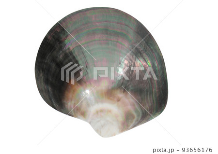 黒蝶貝 貝殻原貝の白背景の写真素材 [93656176] - PIXTA
