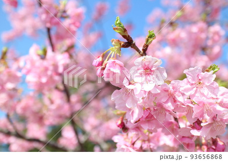 ピンク色に染まる可愛い河津桜の写真素材 [93656868] - PIXTA
