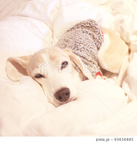 そろそろお眠り時間のビーグル犬 93656885