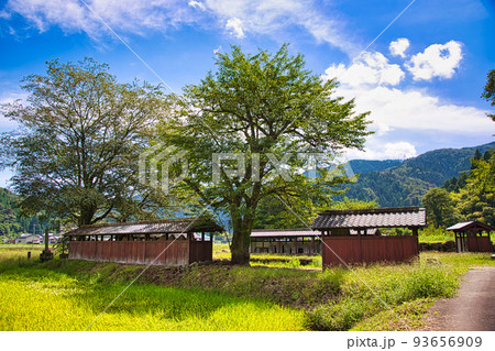 西山光照寺跡（一乗谷朝倉氏遺跡） 93656909