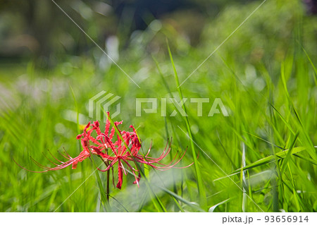 西山光照寺跡(一乗谷朝倉氏遺跡) 西山光照寺跡(一乗谷朝倉氏遺跡) 93656914