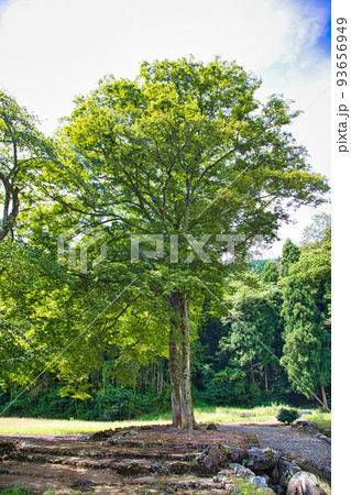 西山光照寺跡（一乗谷朝倉氏遺跡） 93656949