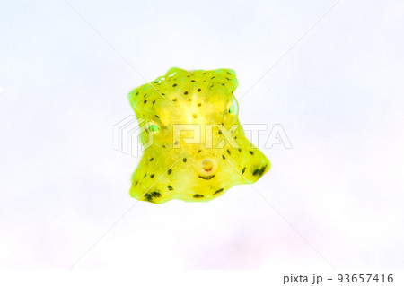 コンゴウフグの幼魚 93657416