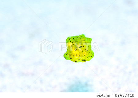 コンゴウフグの幼魚 93657419