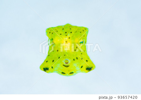 コンゴウフグの幼魚 93657420