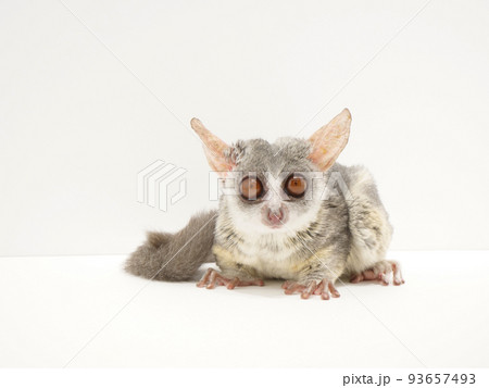 こちらをじっと見ているショウガラゴ 93657493