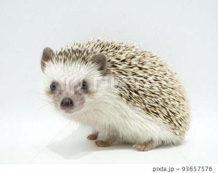 カメラを見つめるヨツユビハリネズミ カメラを見つめるヨツユビハリネズミ 93657576