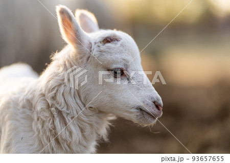 Image of young lamb on a green grass during sunset 93657655