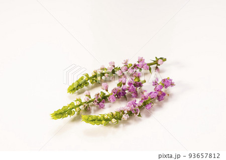 白背景で撮影した花穂じそ 93657812