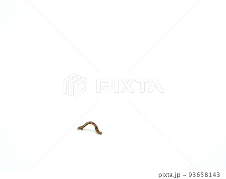 一歩進んだシャクトリムシ 一歩進んだシャクトリムシ 93658143