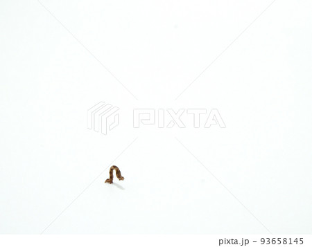 移動中のシャクトリムシ	 93658145