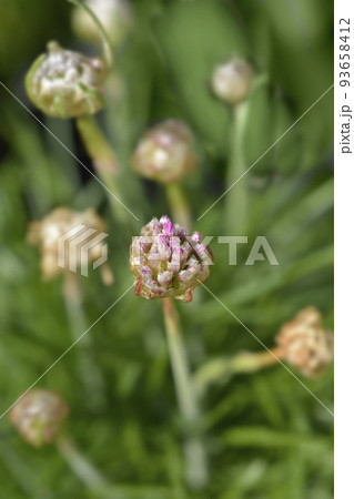 Sea Thrift Rosea 93658412