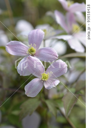 Mountain clematis Rubens Mountain clematis Rubens 93658418