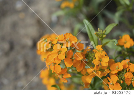 Siberian Wallflower 93658476