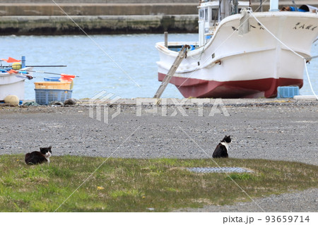 北海道　日高　港のネコ 3 93659714
