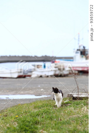 北海道 日高 港のネコ 11 北海道 日高 港のネコ 11 93659722