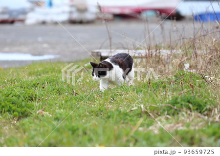 北海道　日高　港のネコ 14 93659725