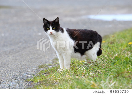 北海道　日高　港のネコ 19 93659730