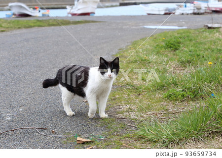 北海道　日高　港のネコ 22 93659734