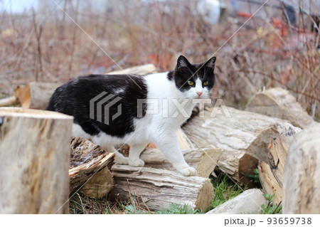 北海道　日高　港のネコ 25 93659738