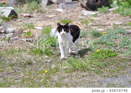 北海道　日高　港のネコ 32 93659746