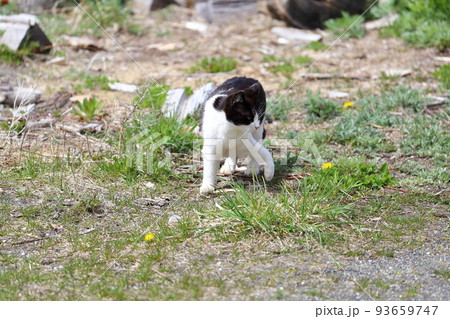 北海道　日高　港のネコ 33 93659747