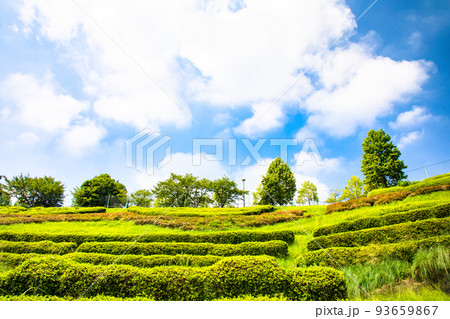 竜王公園の緑地帯と青空の風景です。夏空の背景にどうぞ。 93659867
