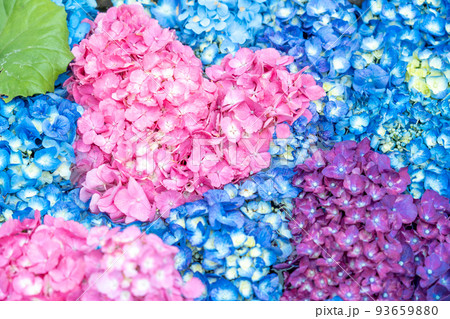 三重県津市　ハート型に形作られたかざはやの里の紫陽花の花手水 93659880