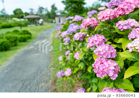 三重県津市　ピンクの紫陽花が咲くかざはやの里の散策路 93660043
