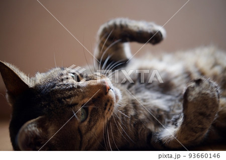 コロンコロンしながら甘える猫 コロンコロンしながら甘える猫 93660146