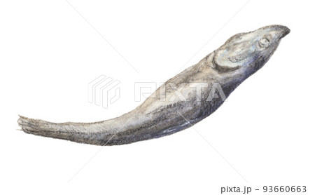 にぼし　水彩色鉛筆イラスト　背景透過 93660663