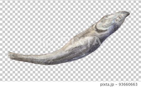 にぼし　水彩色鉛筆イラスト　背景透過 93660663