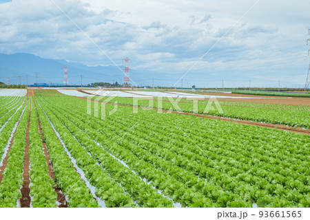 夏のレタス畑【塩尻市洗馬】 夏のレタス畑【塩尻市洗馬】 93661565