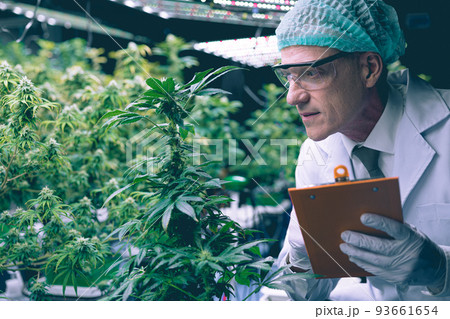 Cannabis Sativa or Cannabis Indica medical plant farming agriculture with scientist working hemp flower bud research for medicine. 93661654