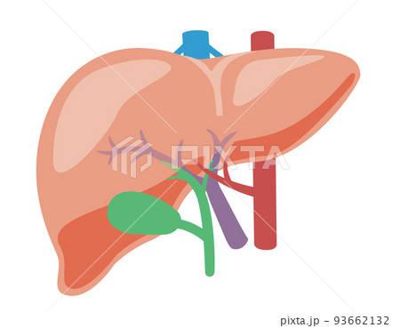 内臓_肝臓　文字なし 93662132
