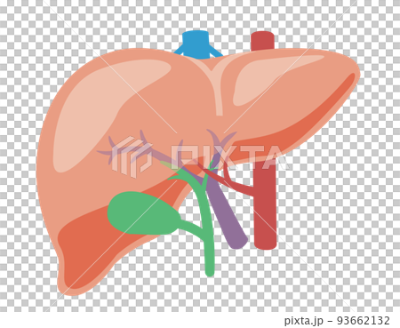 內臟_肝 無文字 93662132