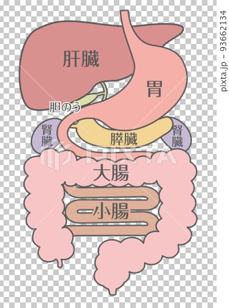 内臓_消化器系_文字あり 93662134