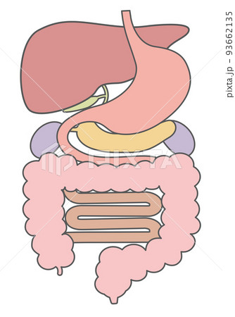 内臓_消化器系_文字なし 内臓_消化器系_文字なし 93662135